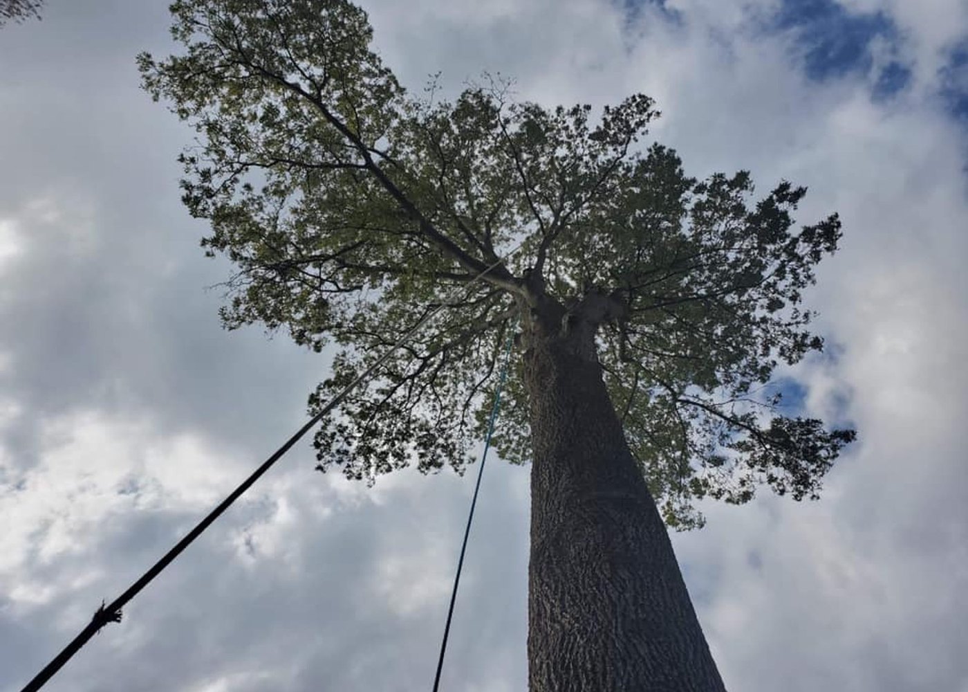 Looking straight up the trunk of a tall tree rigged with climbing line against the sky