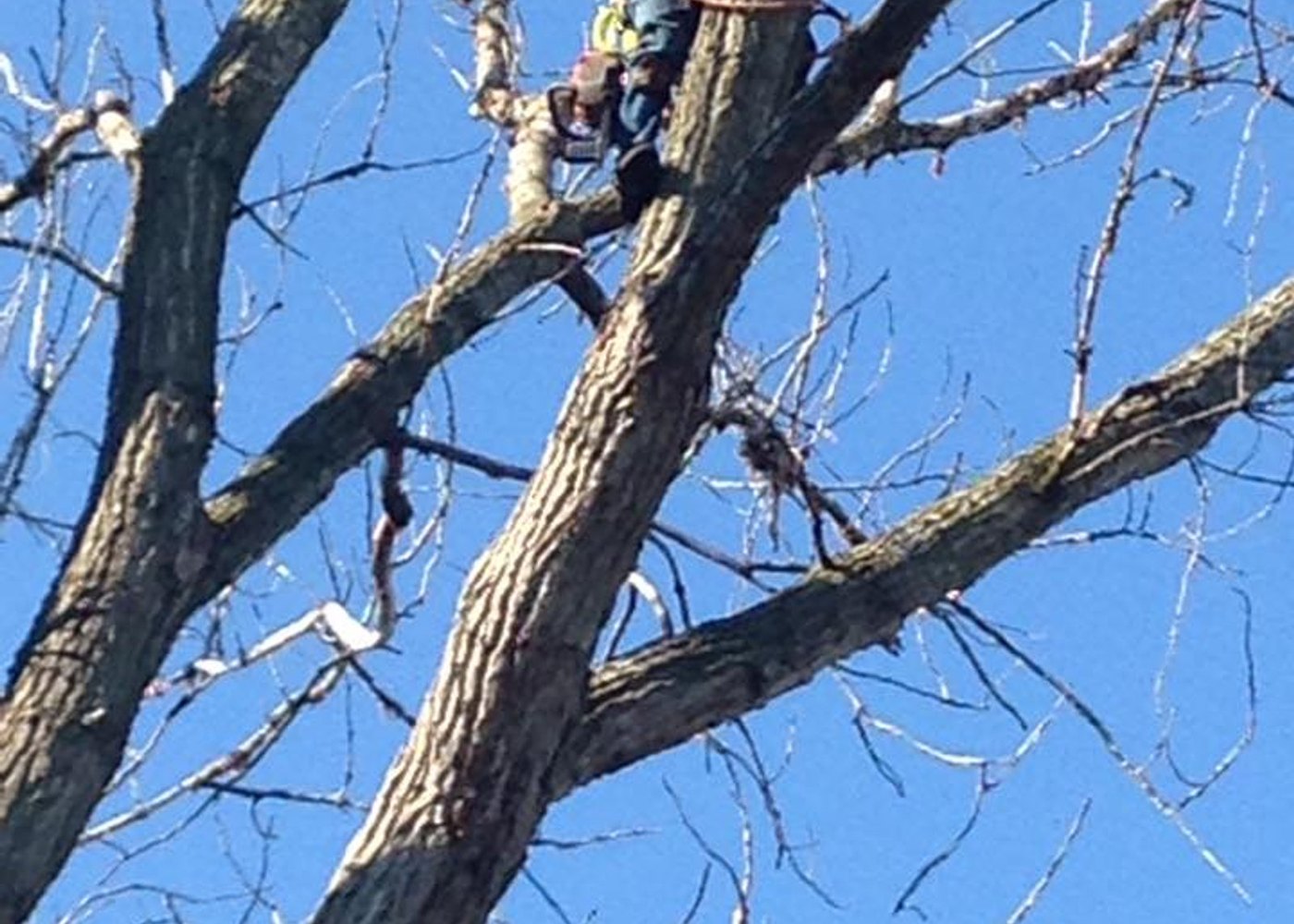 A climber high in the bare limbs of a hardwood against a clear blue sky