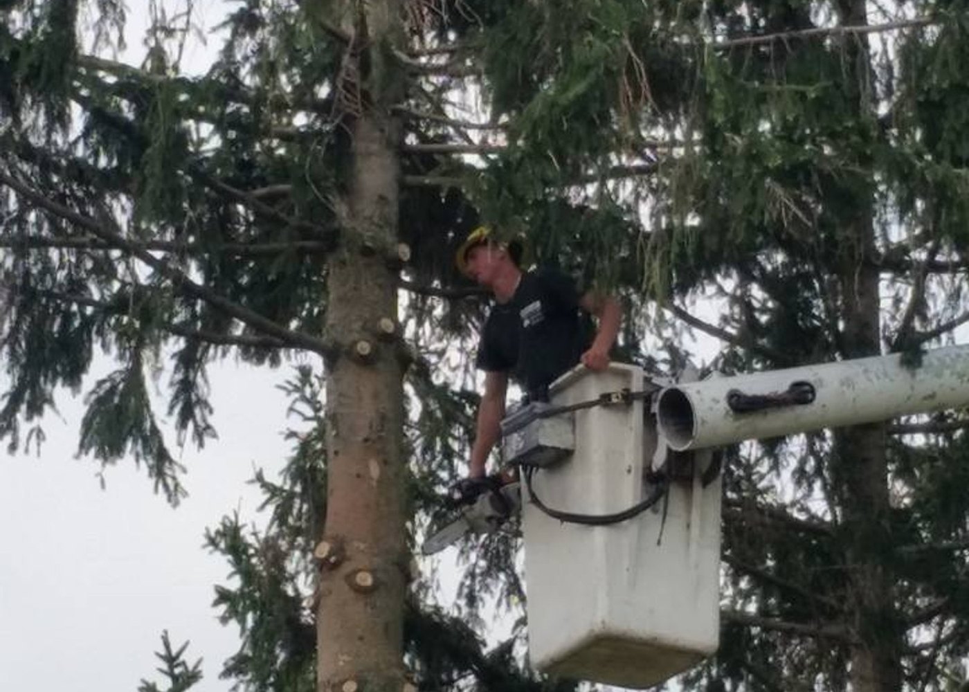 An Above and Beyond crew member working from the bucket truck alongside a tall conifer