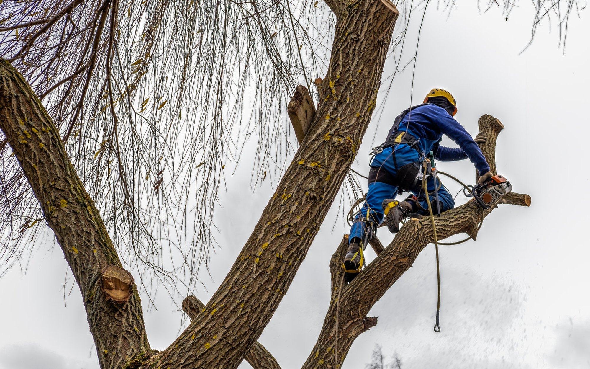 An Above and Beyond climber roped into the crown of a bare hardwood, working a limb with a saw